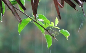 Mây mưa